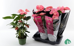 Anthurium Maine 17Ø 60cm