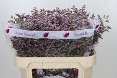 Limonium Safora Oshi Pink 70cm 35gr.