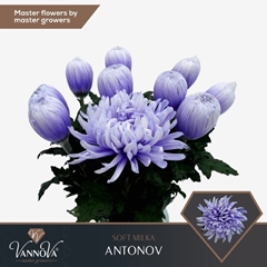 Chrysanth Single Painted Antonov Soft Milka 70cm 100gr.