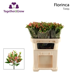 Alstroemeria Florinca Tinto 70cm