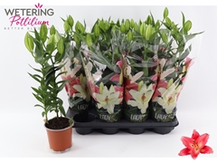 Lily Oriental Sunny Camino 13Ø 52cm