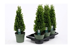 Ilex Jenny 17Ø 55cm