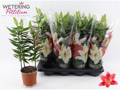 Lily Oriental After Eight 13Ø 50cm