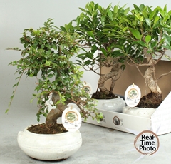 Bonsai Mix 19Ø 40cm
