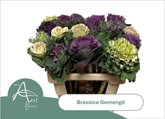 Brassica Mix 60cm