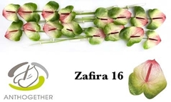 Anthurium Zafira 11cm Hd
