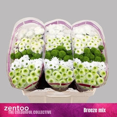 Chrysanth Santini Mix 55cm 48gr.