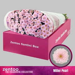 Chrysanth Santini Miller Pearl 55cm 40gr.