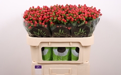 Hypericum Tomato Flair 70cm