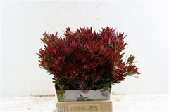Leucadendron Safari Sunset 50cm