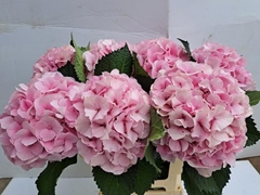 Hydrangea Royal Impressive 65cm 18-20cm Hd