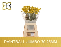Craspedia Paintball Jumbo 70cm 3cm Hd