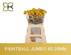 Craspedia Paintball Jumbo 60cm 3cm Hd