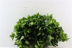 Hedera Helix Leave 50cm