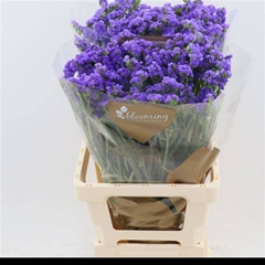 Limonium Sinuatum Levis Wings 70cm 40gr.