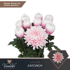 Chrysanth Single Painted Antonov Soft Pink 70cm 100gr.