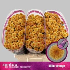 Chrysanth Santini Miller Orange 55cm 40gr.