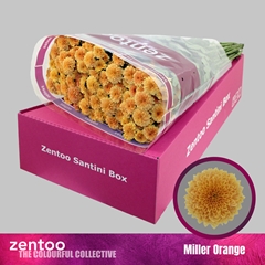 Chrysanth Santini Miller Orange 55cm 40gr.