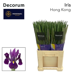 Iris Hong Kong 60cm 38gr.