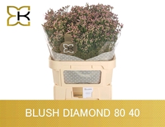 Limonium Sinense Blush Diamond 80cm 40gr.