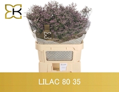 Limonium Safora Lilac 80cm 35gr.