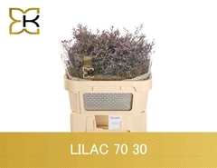 Limonium Safora Lilac 70cm 30gr.
