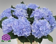 Hydrangea Verena Blue 65cm 19-21cm Hd