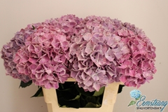 Hydrangea Sweet Ruby 60cm 15-17cm Hd