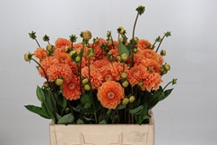 Dahlia Sylvia 60cm