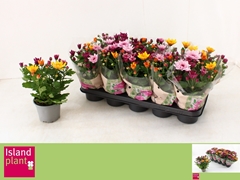 Chrysanth Mount Aubisque Mix 12Ø 26cm