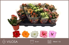 Kalanchoe Double Mix 8Ø 15cm