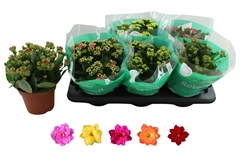 Kalanchoe Double Rosaline Mix 15Ø 27cm