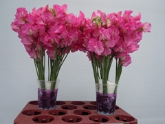 Lathyrus Winter Sunshine Pink 40cm