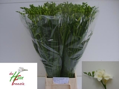 Freesia Double Versailles 70cm 35gr.