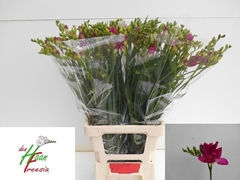 Freesia Double Purple Rain 70cm 30gr.