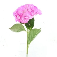 Hydrangea Pink Cloud 60cm 16-18cm Hd