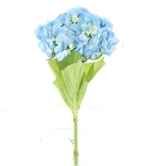 Hydrangea Pompidou 60cm 16-18cm Hd