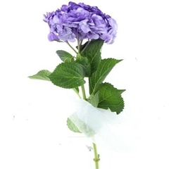 Hydrangea Pompidou 60cm 16-18cm Hd
