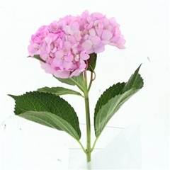 Hydrangea Pink Cloud 60cm 16-18cm Hd