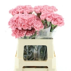 Dianthus Single Lotus 55cm