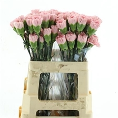 Dianthus Single Julia 55cm
