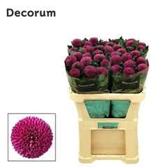 Chrysanth Single Roxo 70cm 80gr.