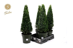 Buxus Sempervirens 21Ø 75cm