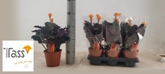 Calathea Crocata 14Ø 40cm