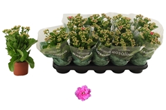 Kalanchoe Double Rosalina Nando Pink 12Ø 27cm