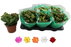 Kalanchoe Double Rosaline Mix 15Ø 27cm