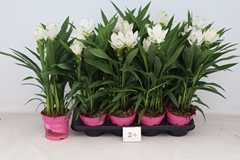 Curcuma Siam Sisto 14Ø 60cm