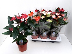 Anthurium Mix 4 Colours 17Ø 60cm