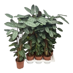 Ctenanthe Compactsta 17Ø 90cm