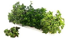 Hedera Helix Mix 3 Pieces 8Ø 7cm